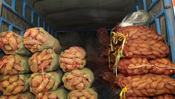 薯类作物运输.jpg