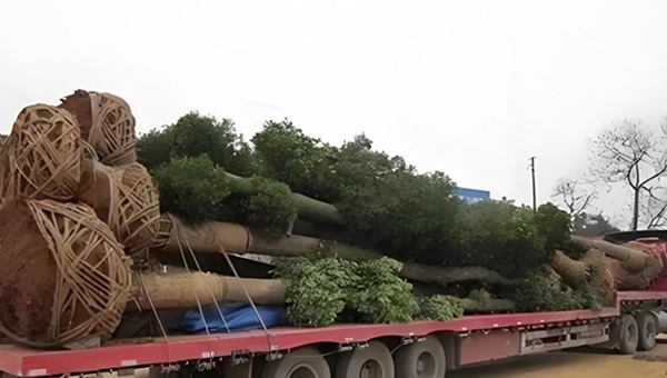 苗木运输
